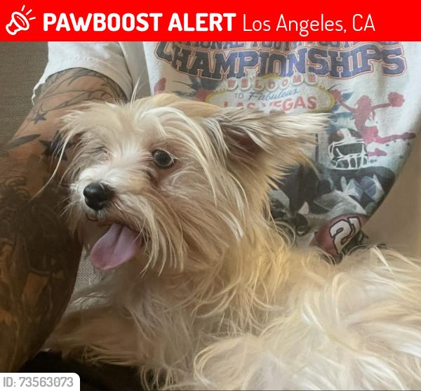 Lost Male Dog last seen San Jose elementary mission hills, Los Angeles, CA 91345