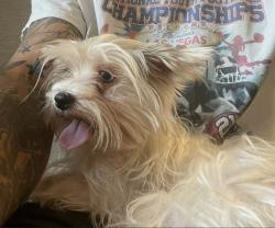 Lost Male Dog last seen San Jose elementary mission hills, Los Angeles, CA 91345