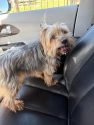 Reunited Male Dog last seen Greenback and diablo, Citrus Heights, CA 95621