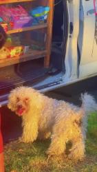Lost Male Dog last seen Vickery, Fort Worth, TX 76104