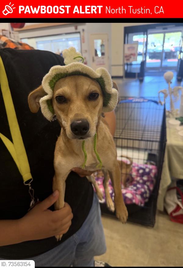 Lost Female Dog last seen By Foothill High School, North Tustin, CA 92705