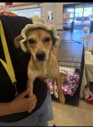 Lost Female Dog last seen By Foothill High School, North Tustin, CA 92705