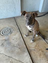 Shelter Stray Male Dog last seen Near W Bianchi Rd, Stockton, CA 95207, USA, 1575 S Lincoln St, Stockton, CA 95206, USA