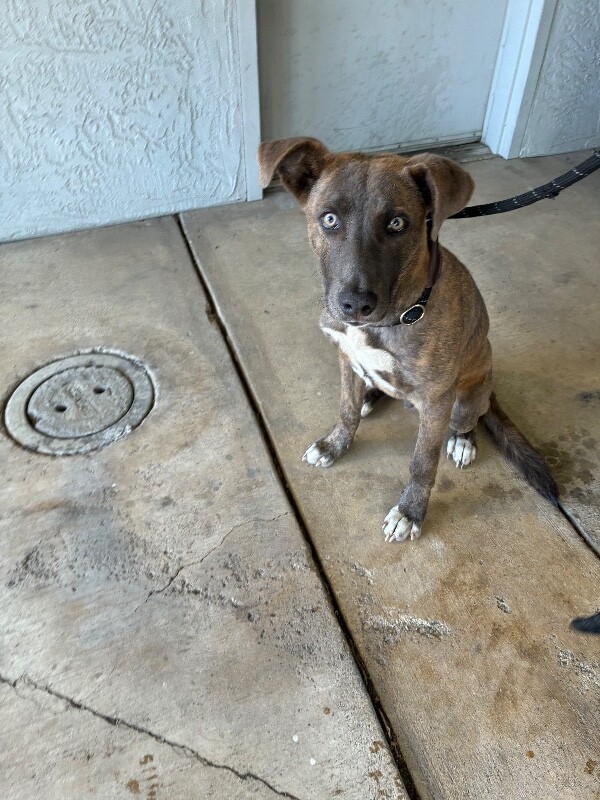 Shelter Stray Male Dog last seen Near W Bianchi Rd, Stockton, CA 95207, USA, 1575 S Lincoln St, Stockton, CA 95206, USA
