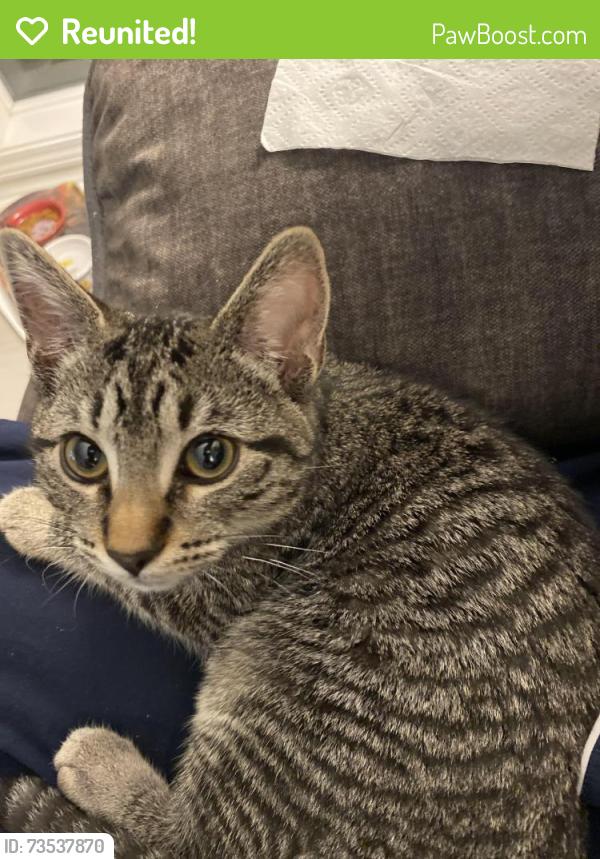 Reunited Female Cat last seen Southbend Dr., SE., Salem, Oregon near Costco, Salem, OR 97306
