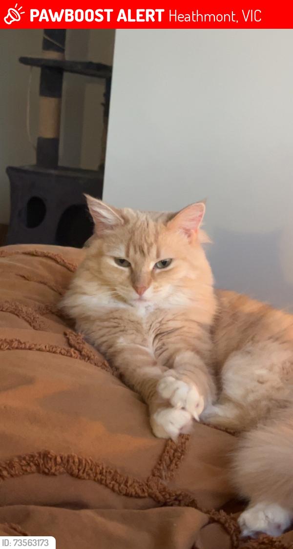 Lost Female Cat last seen Heathmont Secondary, Heathmont, VIC 3135