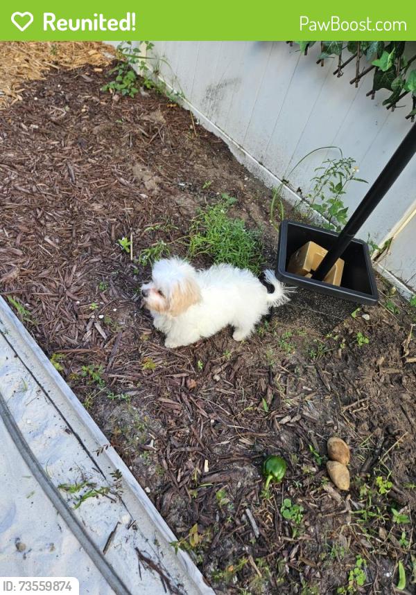 Reunited Unknown Dog last seen Hunters greene, Lakeland, FL 33810
