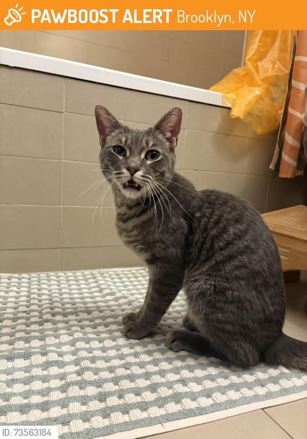 Found/Stray Female Cat last seen near the lot next to the east side president st 2 subway, Brooklyn, NY 11225
