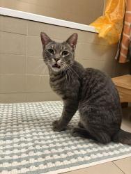 Found/Stray Female Cat last seen near the lot next to the east side president st 2 subway, Brooklyn, NY 11225