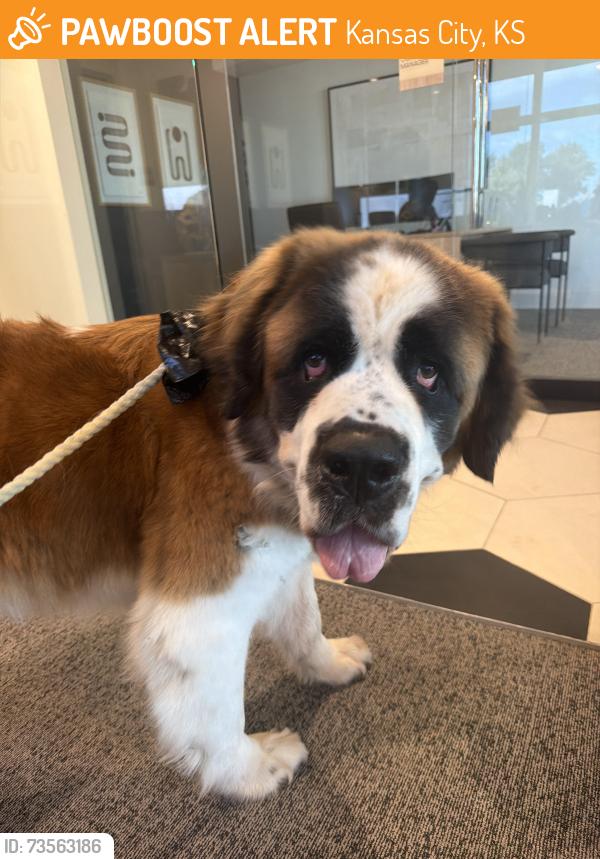 Found/Stray Male Dog last seen Aspire apmts, Kansas City, KS 66109
