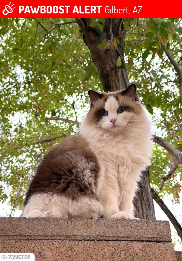 Lost Female Cat last seen Chandler Heights x Higley, Gilbert, AZ 85298