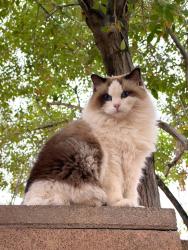 Lost Female Cat last seen Chandler Heights x Higley, Gilbert, AZ 85298