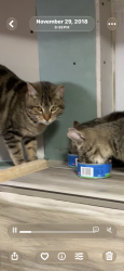 Reunited Female Cat last seen William street valley stream my 11580, Valley Stream, NY 11580
