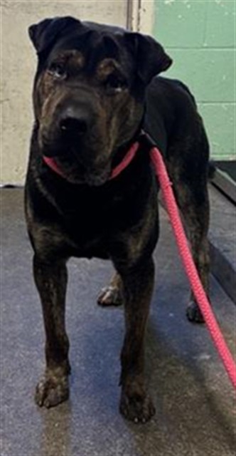 Shelter Stray Male Dog last seen EXPOSITION BLVD & RESPONSE RD, 2127 Front St, Sacramento, CA 95818, USA