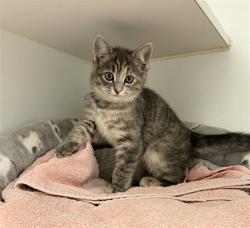 Shelter Stray Female Cat last seen FULLER/WAIT, 16 Barnes Ct, Hayward, CA 94544, USA