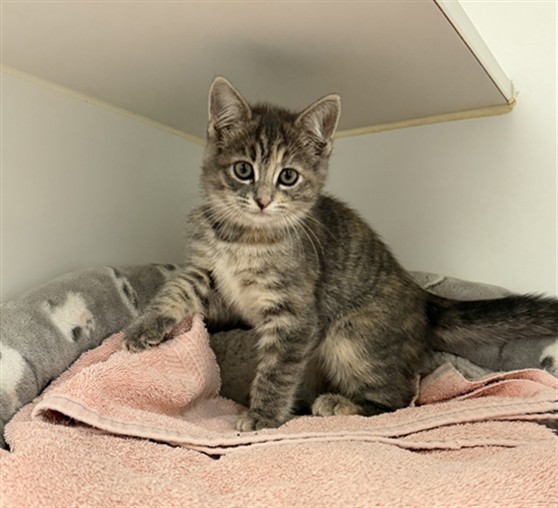 Shelter Stray Female Cat last seen FULLER/WAIT, 16 Barnes Ct, Hayward, CA 94544, USA