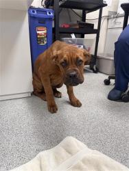 Shelter Stray Male Dog last seen KYLER RD / MADEIRA RANCH DR, 9150 Union Park Way, Elk Grove, CA 95624, USA