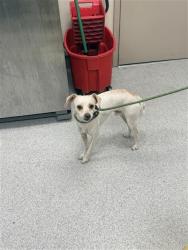 Shelter Stray Male Dog last seen ELK GROVE FLORIN RD / PLAZA PARK DR, 9150 Union Park Way, Elk Grove, CA 95624, USA