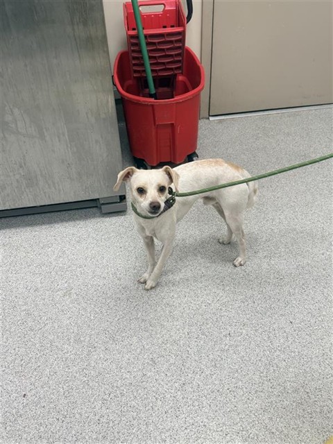 Shelter Stray Male Dog last seen ELK GROVE FLORIN RD / PLAZA PARK DR, 9150 Union Park Way, Elk Grove, CA 95624, USA