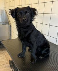 Shelter Stray Male Dog last seen , 11258 Garfield Ave, Downey, CA 90242, USA