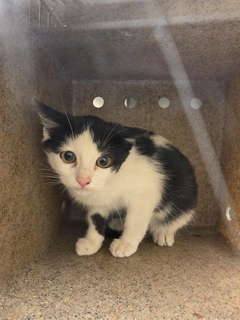 Shelter Stray Unknown Cat last seen Near BLOCK W 2590 S, WEST VALLEY CITY UT 84119, 4522 W 3500 S, West Valley City, UT 84120, USA