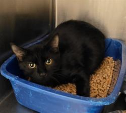 Shelter Stray Male Cat last seen Near BLOCK W BATY DR, 4522 W 3500 S, West Valley City, UT 84120, USA