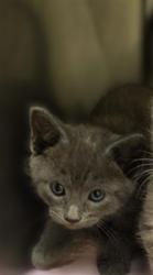 Shelter Stray Unknown Cat last seen Near BLOCK W 3500 S, 4522 W 3500 S, West Valley City, UT 84120, USA