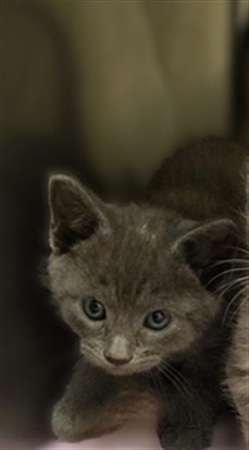 Shelter Stray Unknown Cat last seen Near BLOCK W 3500 S, 4522 W 3500 S, West Valley City, UT 84120, USA
