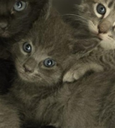 Shelter Stray Unknown Cat last seen Near BLOCK W 3500 S, 4522 W 3500 S, West Valley City, UT 84120, USA