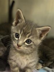 Shelter Stray Unknown Cat last seen Near BLOCK W 3500 S, 4522 W 3500 S, West Valley City, UT 84120, USA