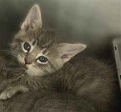 Shelter Stray Unknown Cat last seen Near BLOCK W 3500 S, 4522 W 3500 S, West Valley City, UT 84120, USA