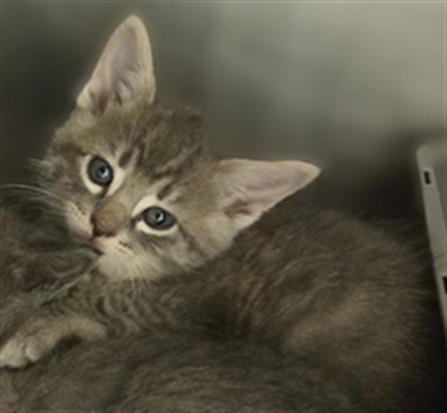 Shelter Stray Unknown Cat last seen Near BLOCK W 3500 S, 4522 W 3500 S, West Valley City, UT 84120, USA