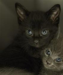 Shelter Stray Unknown Cat last seen Near BLOCK W 3500 S, 4522 W 3500 S, West Valley City, UT 84120, USA