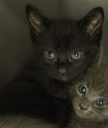 Shelter Stray Unknown Cat last seen Near BLOCK W 3500 S, 4522 W 3500 S, West Valley City, UT 84120, USA