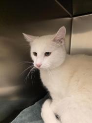Shelter Stray Male Cat last seen Near BLOCK W FARM STATION WAY, 4522 W 3500 S, West Valley City, UT 84120, USA
