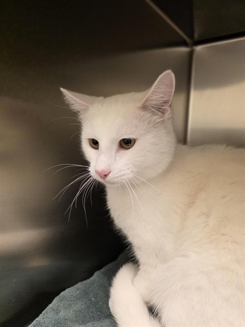Shelter Stray Male Cat last seen Near BLOCK W FARM STATION WAY, 4522 W 3500 S, West Valley City, UT 84120, USA