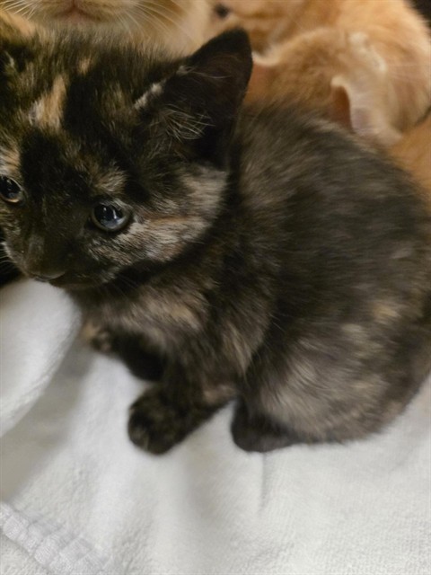 Shelter Stray Female Cat last seen Near BLOCK W 4600, 4522 W 3500 S, West Valley City, UT 84120, USA