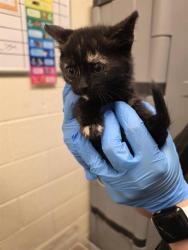 Shelter Stray Female Cat last seen Near BLOCK W 4600, 4522 W 3500 S, West Valley City, UT 84120, USA