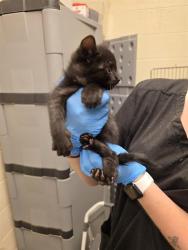 Shelter Stray Male Cat last seen Near BLOCK W 4600, 4522 W 3500 S, West Valley City, UT 84120, USA