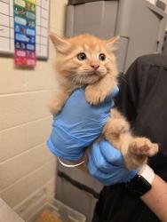 Shelter Stray Male Cat last seen Near BLOCK W 4600, 4522 W 3500 S, West Valley City, UT 84120, USA