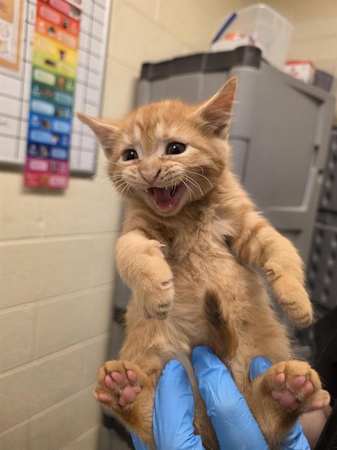 Shelter Stray Male Cat last seen Near BLOCK W 4600, 4522 W 3500 S, West Valley City, UT 84120, USA