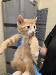 Shelter Stray Male Cat last seen Near BLOCK W 4600, 4522 W 3500 S, West Valley City, UT 84120, USA