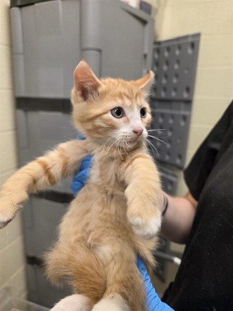 Shelter Stray Male Cat last seen Near BLOCK W 4600, 4522 W 3500 S, West Valley City, UT 84120, USA
