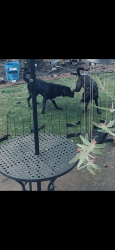 Lost Male Dog last seen Kester Avenue and Magnolia Blvd., Los Angeles, CA 91411