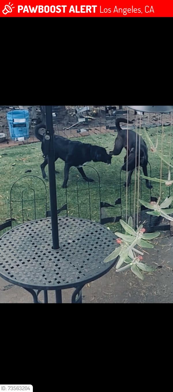 Lost Male Dog last seen Kester Avenue and Magnolia Blvd., Los Angeles, CA 91411