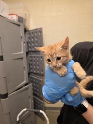 Shelter Stray Male Cat last seen Near BLOCK W 4600, 4522 W 3500 S, West Valley City, UT 84120, USA