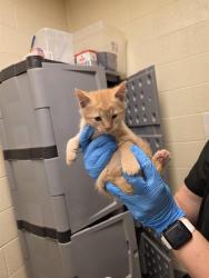 Shelter Stray Male Cat last seen Near BLOCK W 4600, 4522 W 3500 S, West Valley City, UT 84120, USA