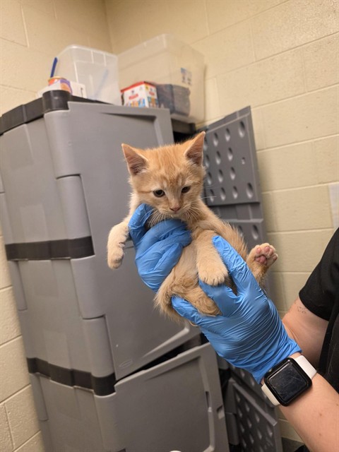 Shelter Stray Male Cat last seen Near BLOCK W 4600, 4522 W 3500 S, West Valley City, UT 84120, USA