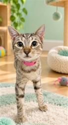 Shelter Stray Female Cat last seen , 957 N Gaffey St, San Pedro, CA 90731, USA