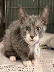 Shelter Stray Male Cat last seen , 4275 Elton St, Baldwin Park, CA 91706, USA